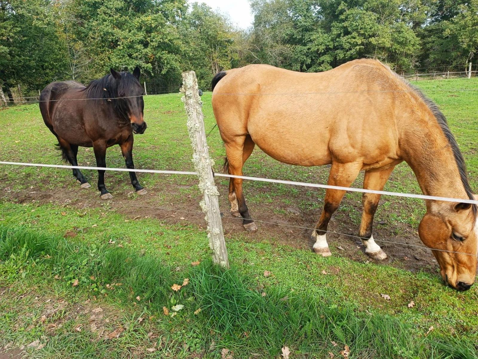Cap Nature - T3 Et T4 En Perigord Vert - Ideal Pros Et Groupes Max 18P Champniers-et-Reilhac Extérieur photo